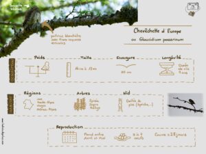 Chevechette Sketchnoting_v2